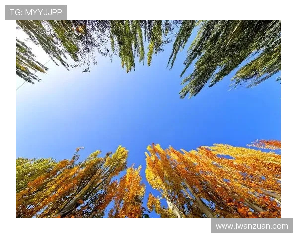 秋色平分阿布扎比统一互交白卷 秋色平分阿布扎比统一互交白卷